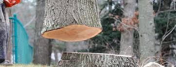 Best Tree Trimming and Pruning  in New Hempstead, NY